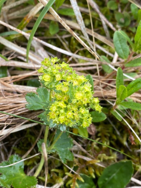 Intermediate lady's-mantle