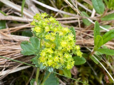 Intermediate lady's-mantle