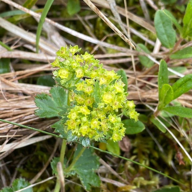 Alchemilla xanthochlora — flower