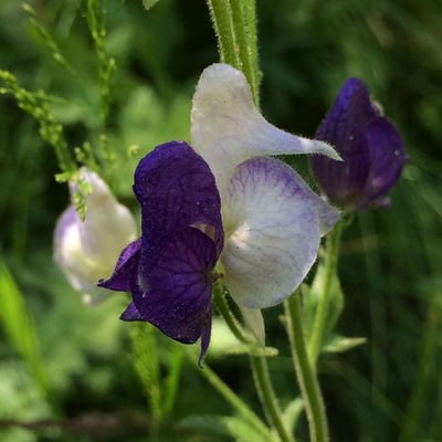 Aconitum columbianum — flower