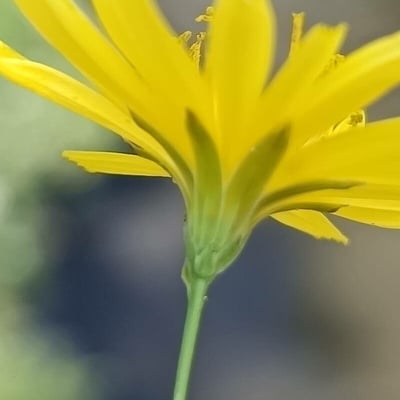 Crepis pulchra — flower