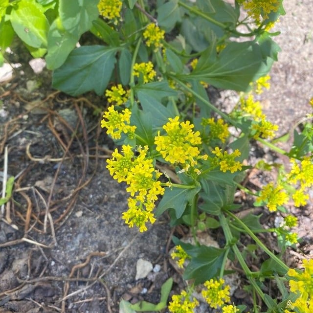 Barbarea orthoceras — flower