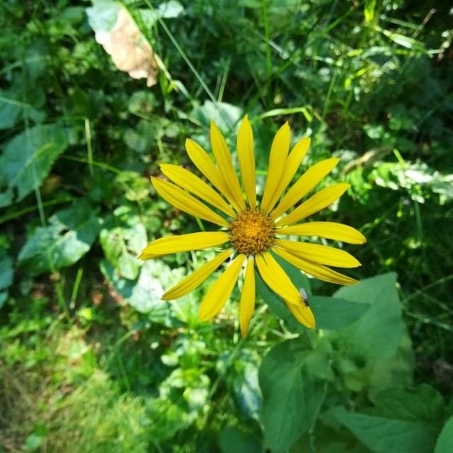 Silphium perfoliatum — flower
