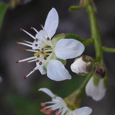 Prunus mahaleb — flower