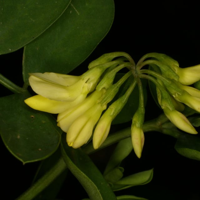 Coronilla varia