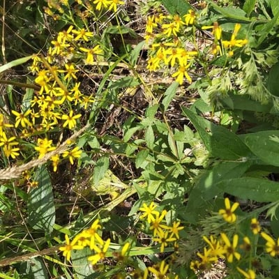 Senecio triangularis — flower