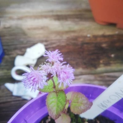 Conoclinium coelestinum — flower