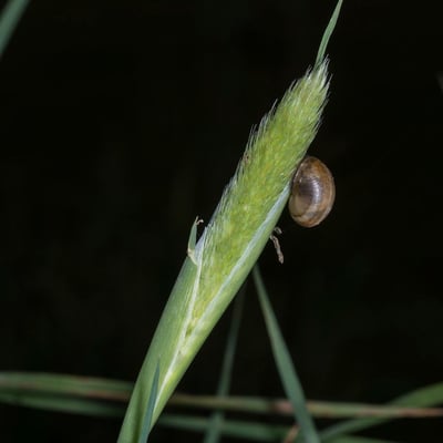 Phalaris paradoxa — flower
