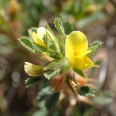 Ononis pusilla — flower