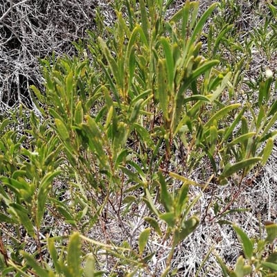 Acacia ligulata — leaf