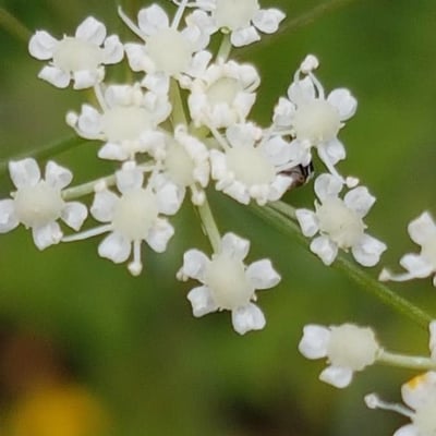 Conopodium majus — flower
