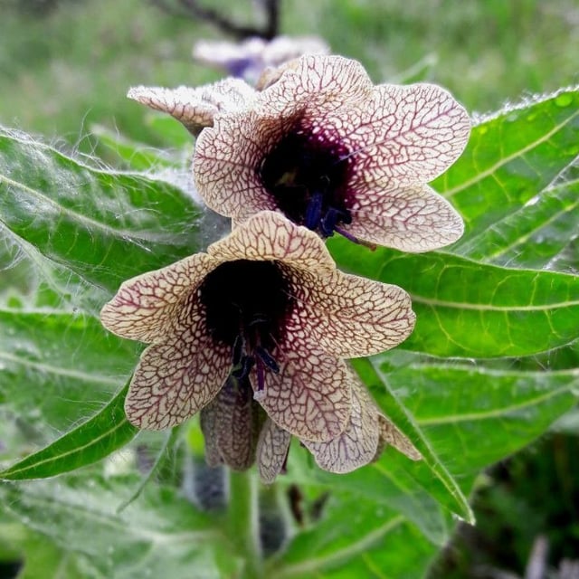 Hyoscyamus niger — flower