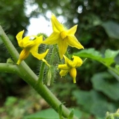 Solanum lycopersicum — flower