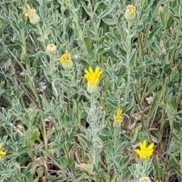 Heterotheca villosa — flower