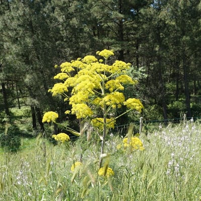 Ferula communis — flower