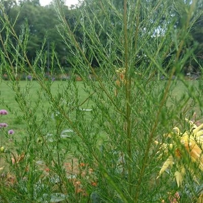 Artemisia scoparia — leaf
