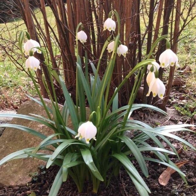 Leucojum vernum — flower