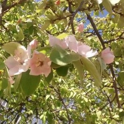 Cydonia oblonga — flower
