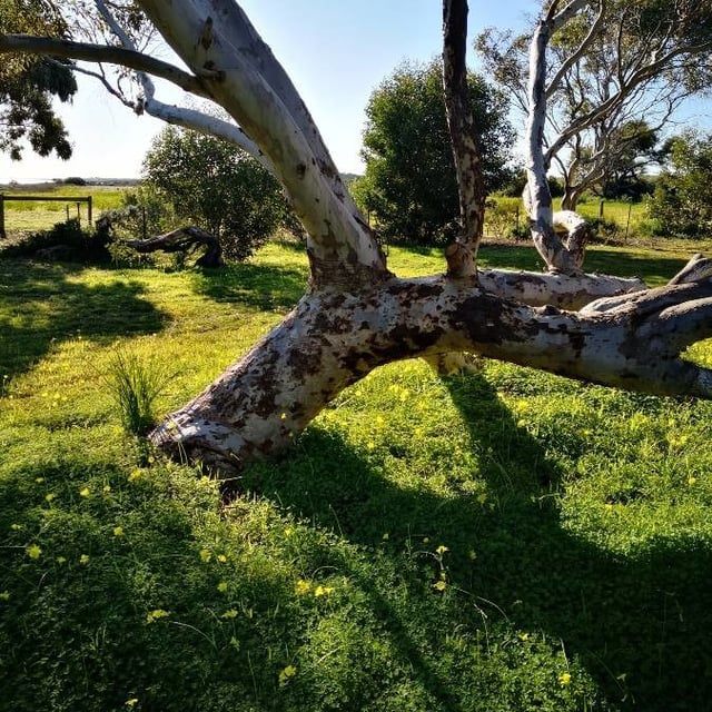 Eucalyptus cladocalyx — bark
