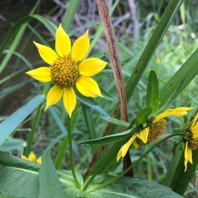 Bidens cernua — flower