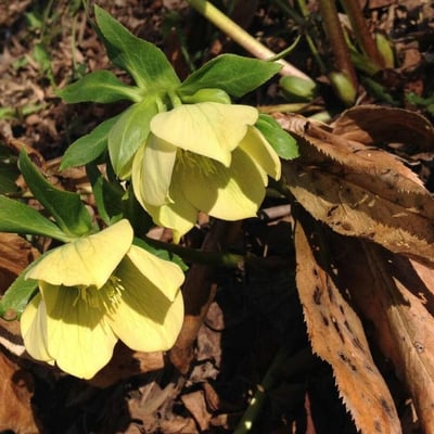 Helleborus viridis — flower