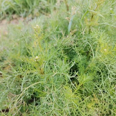 Artemisia abrotanum — flower