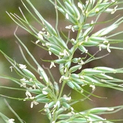Echinopogon caespitosus — flower