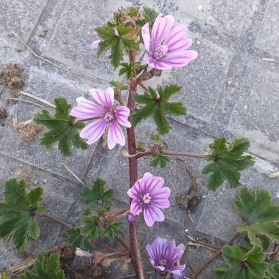 Malva sylvestris — flower