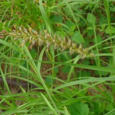 Cenchrus ciliaris — flower