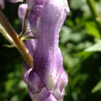 Aconitum septentrionale — flower