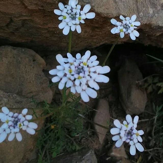 Iberis saxatilis — flower