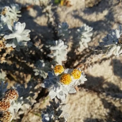 Achillea maritima — flower