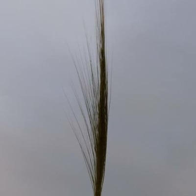 Stipa capensis — flower