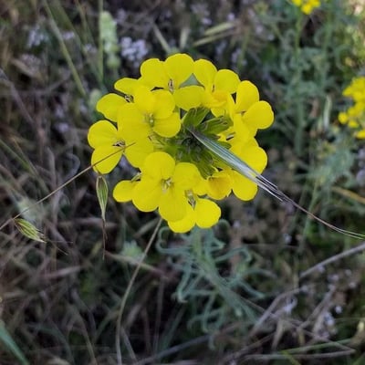 Erysimum odoratum — flower