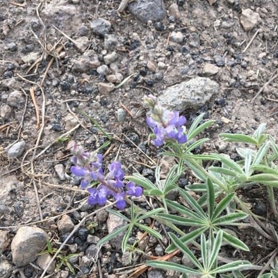 Lupinus argenteus — flower