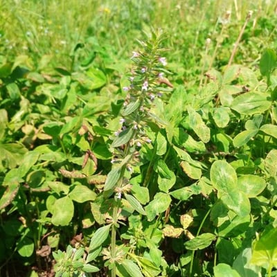 Hedeoma pulegioides — flower