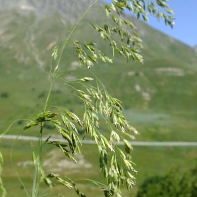 Poa chaixii — flower