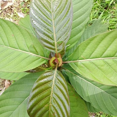 Sarcocephalus latifolius — leaf