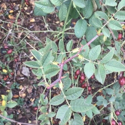 Rosa obtusifolia — leaf