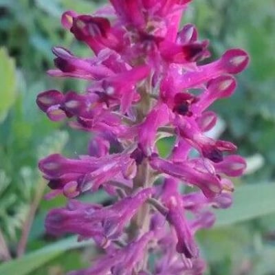Fumaria officinalis — flower