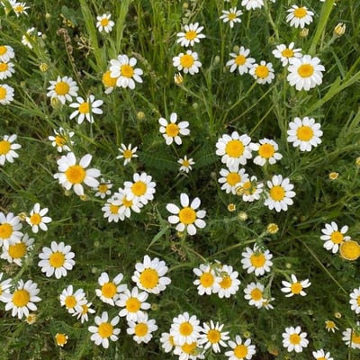 Anthemis arvensis — flower