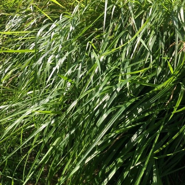 Calamagrostis canadensis — leaf
