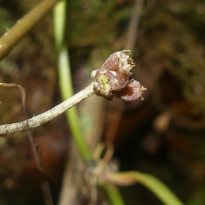 Centella asiatica — flower
