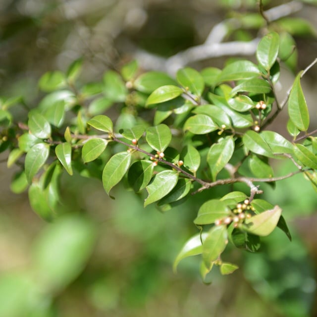 Myrciaria floribunda — flower