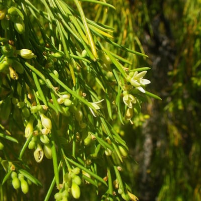 Plocama pendula — flower