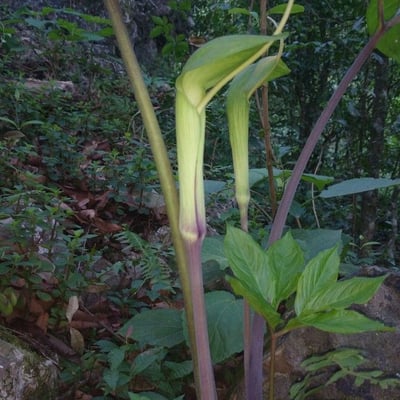 Arisaema dracontium — flower