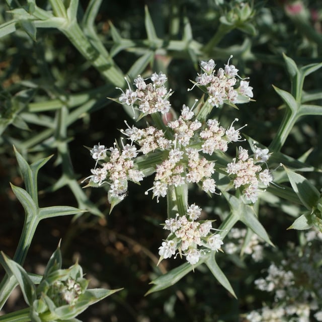 Echinophora spinosa — flower