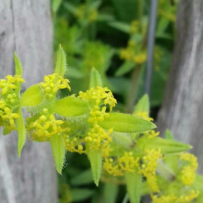 Cruciata laevipes — flower