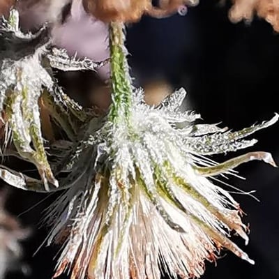 Phagnalon saxatile — flower