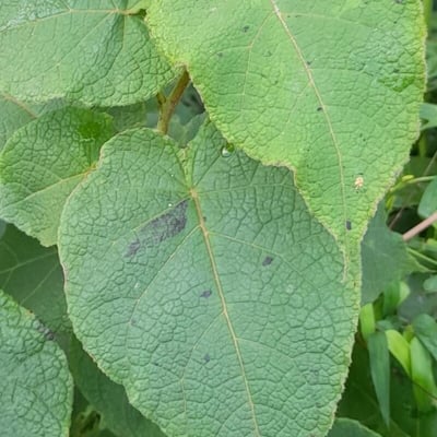 Solanum corymbiflorum — leaf